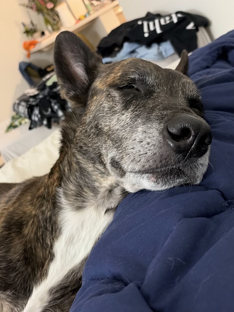 Meet Lucky Dog, Rickey - Oakland United Beerworks